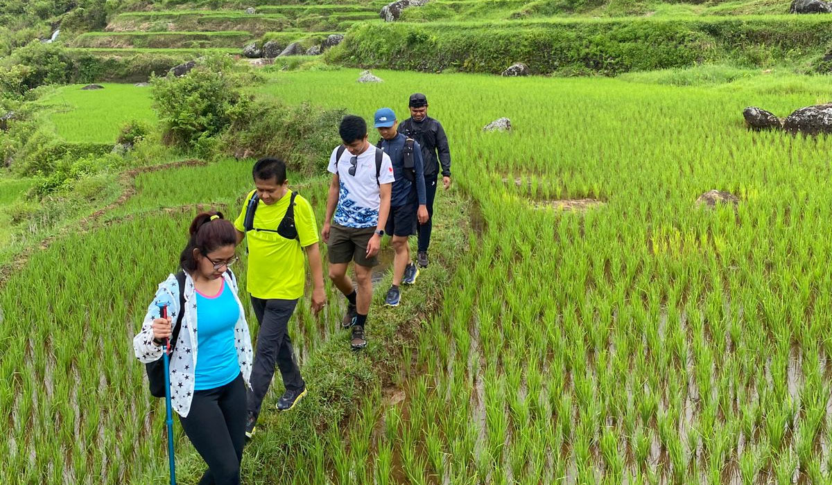 Rice Walk to Limbong